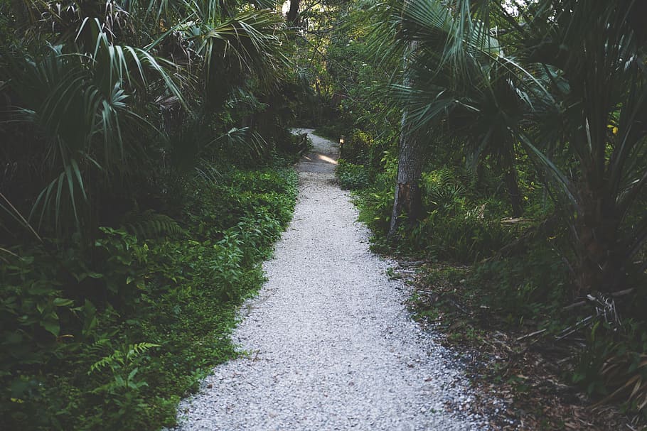 forest trail, gray, pathway, surrounded, trees, green, plants HD wallpaper