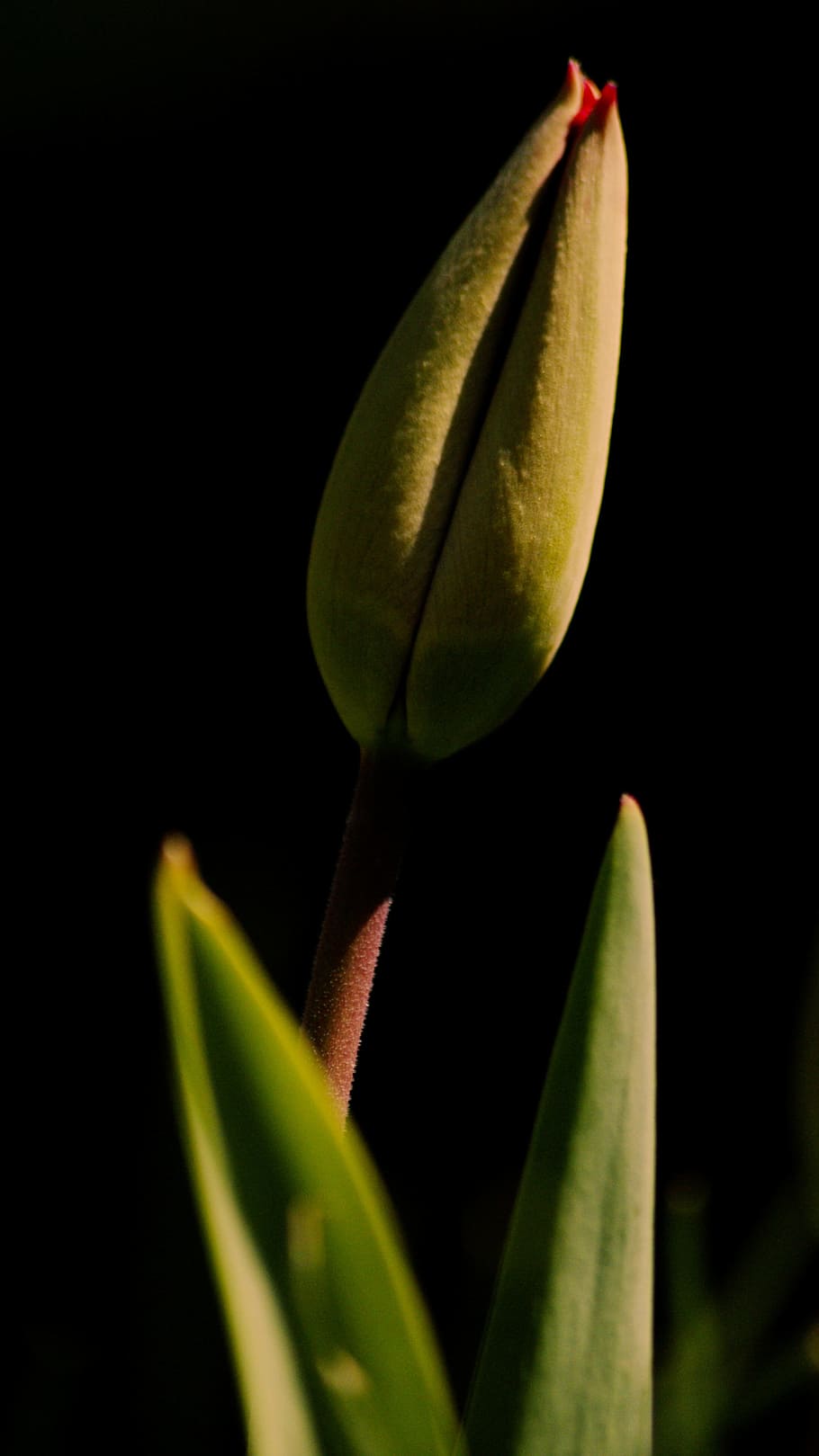 Tulip, Spring, Button, Background, black background, nature HD wallpaper