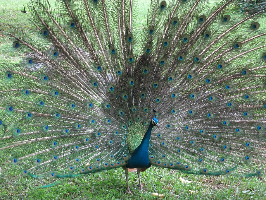 peacock, pet, taiwan, bird, animal themes, one animal, peacock feather HD wallpaper