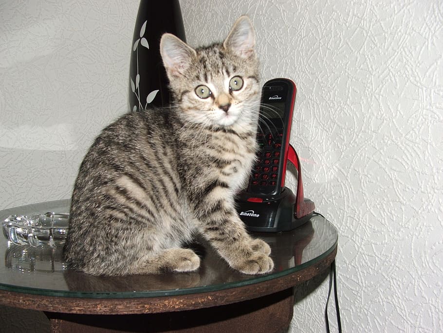 cat, kitten, cute, young, kitty, pet, pets, animal, animals HD wallpaper