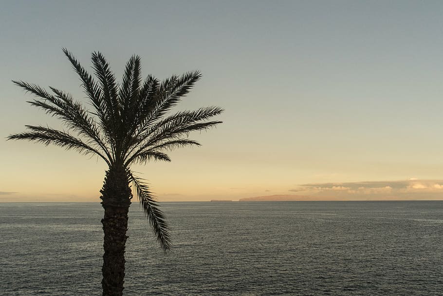 palm, tree, palm tree, tropical, ocean, summer, travel, water HD wallpaper