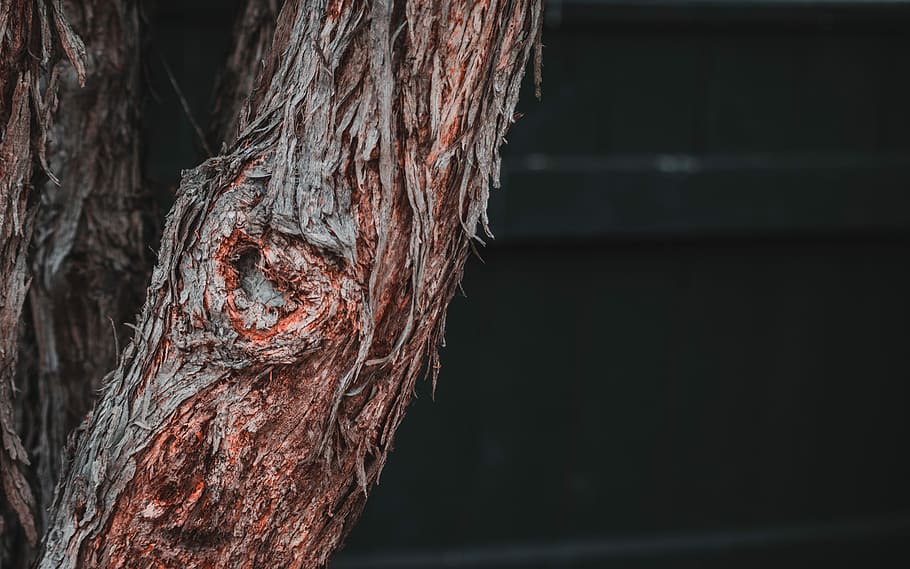 black tree trunk, brown tree, wood, bark, peeling, old, no people HD wallpaper
