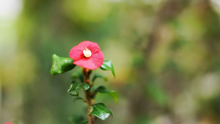 flower, nature, flora, leaf, outdoors, garden, closeup, floral HD wallpaper