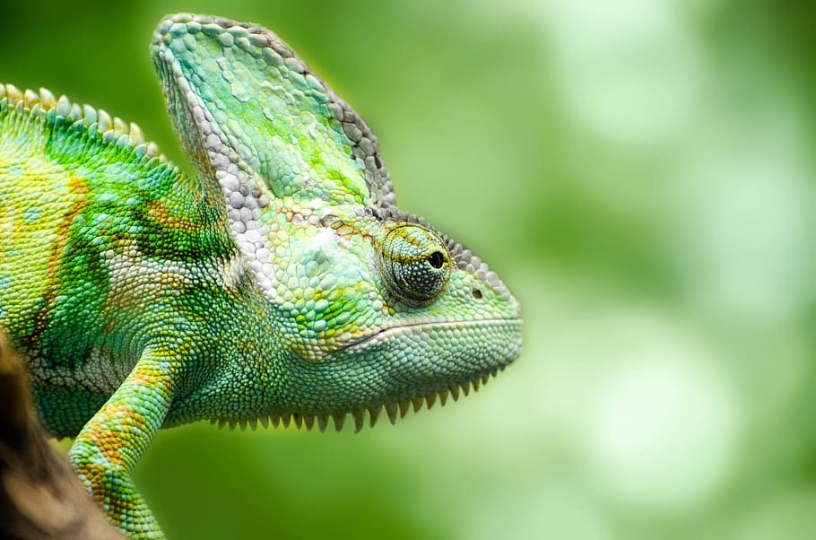 closeup photography of chameleon, reptile, yemen, pets, isolated, HD wallpaper
