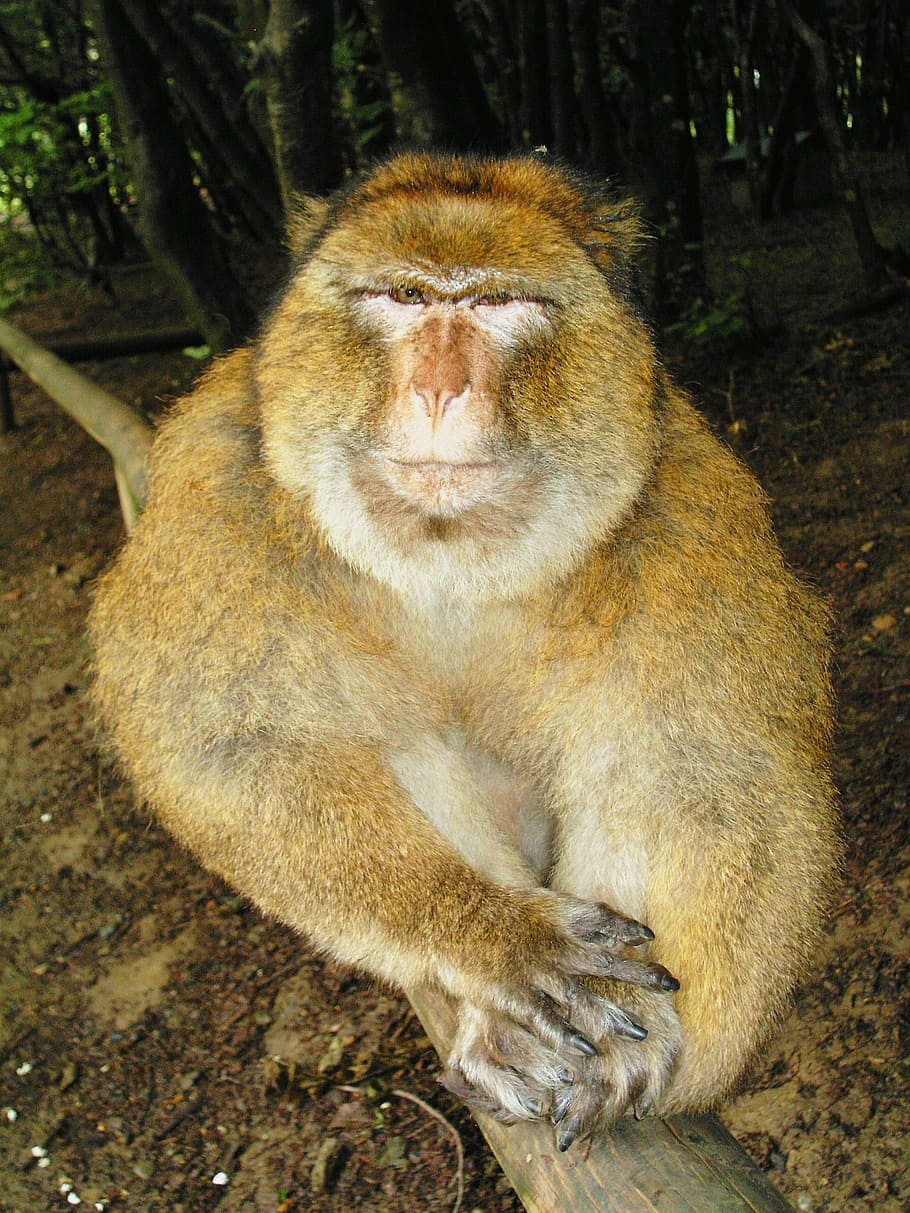 monkey, close, monkey park, salem, lake constance, sitting HD wallpaper