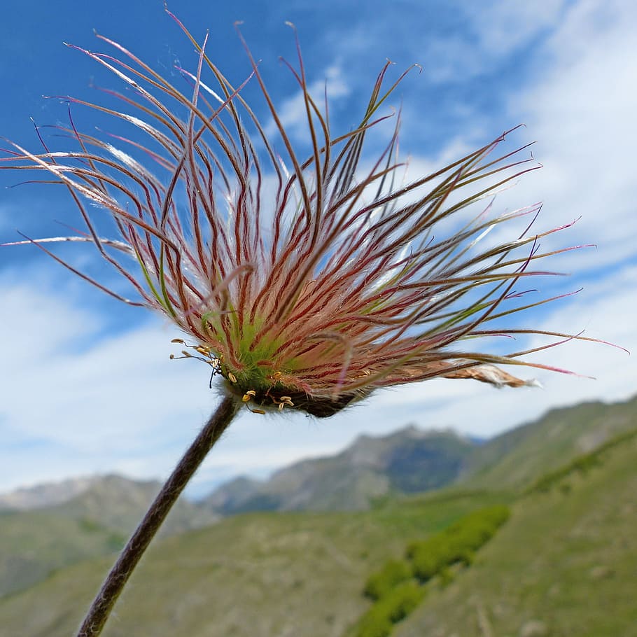 flower, flora, nature, macro, wild flowers, mountain, blossomed HD wallpaper