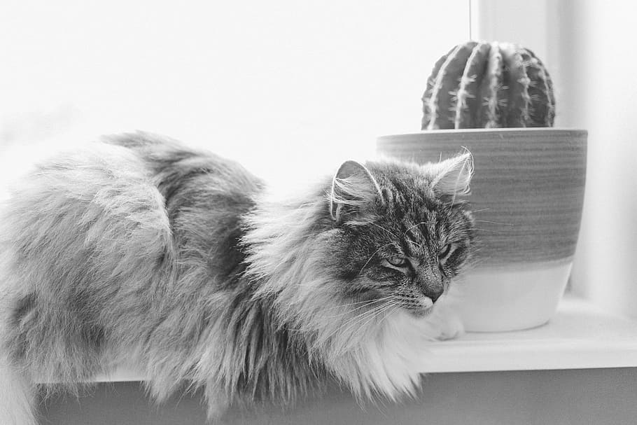 animals, alergy, beautiful, black, black white, cactus, calm HD wallpaper