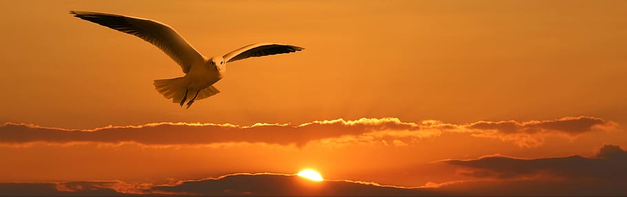 white gull flying during sunset, banner, header, bird, clouds, HD wallpaper