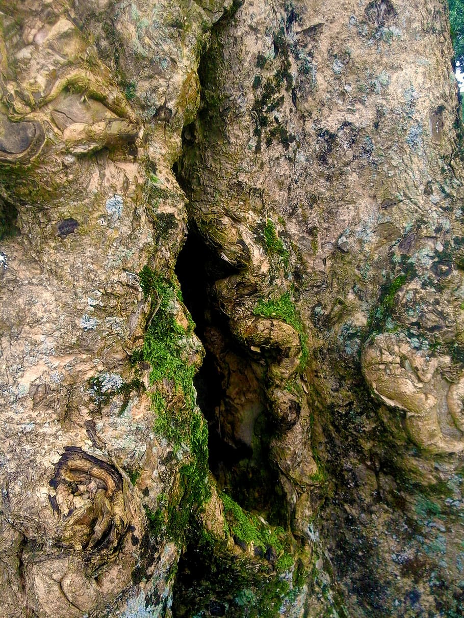 tree, branch, inception, crack, trunk, nature, bark, forest HD wallpaper