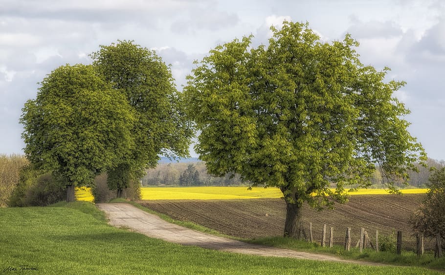 tree, nature, landscape, spring, oilseed rape, fields, rural HD wallpaper