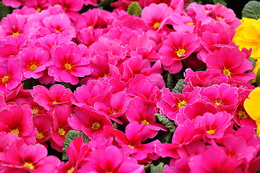 pink petaled flower, primula, spring, spring flower, red, flowering plant HD wallpaper