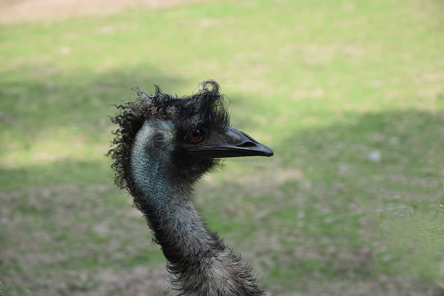 ostrich, zoo, bird, head, one animal, animal themes, vertebrate HD wallpaper