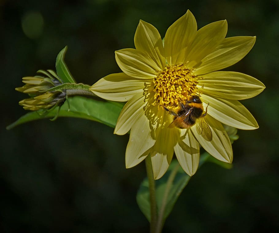 bee, blossom, bloom, close, flower, nature, yellow, plant, bright HD wallpaper