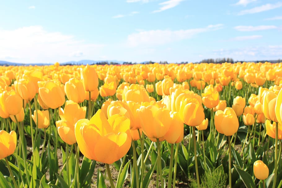 spring, yellow, tulips, flower, blossom, springtime, flowering plant HD wallpaper