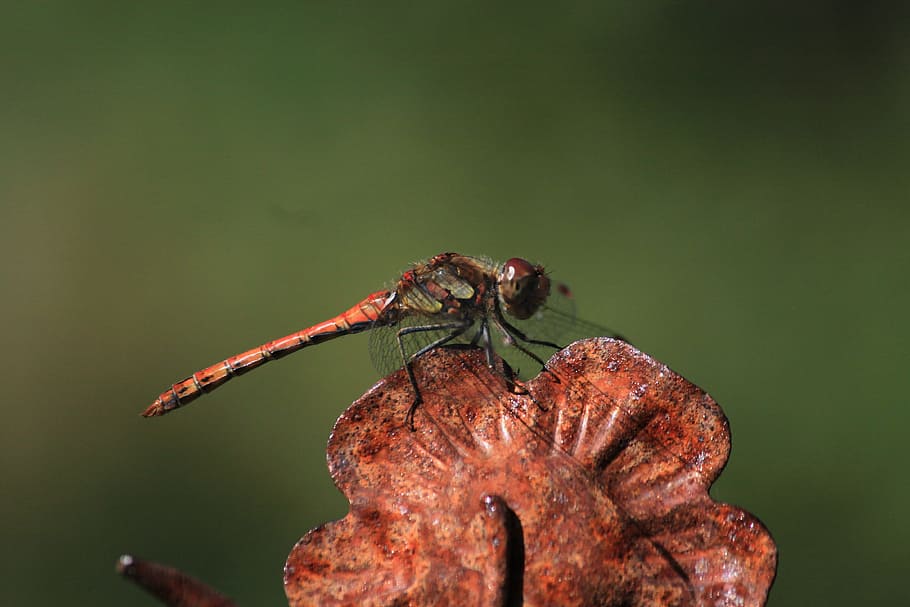 Dragonfly, Blossom, Bloom, Close, Macro, insect, nature, animal HD wallpaper