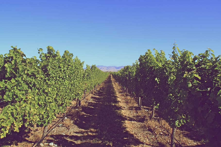 Vineyard, Grapes, Leaves, Green, Rural, nature, winery, agriculture HD wallpaper