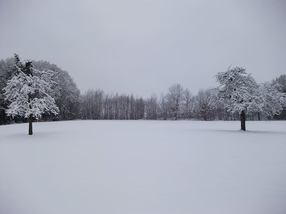 winter, trees, snow, snowy, wintry, snow magic, landscape, cold HD wallpaper