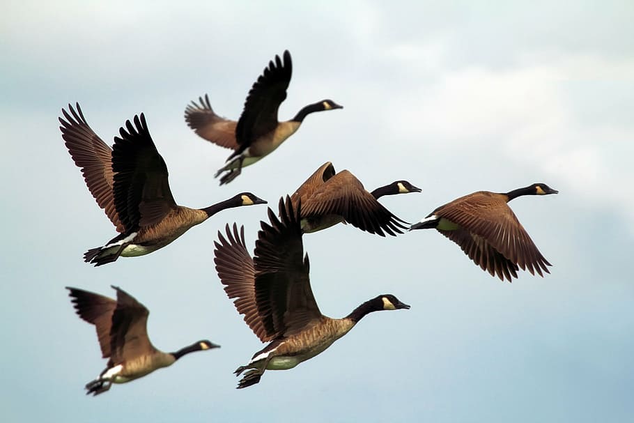 flock of ducks flying during daytime, geese, birds, wildlife