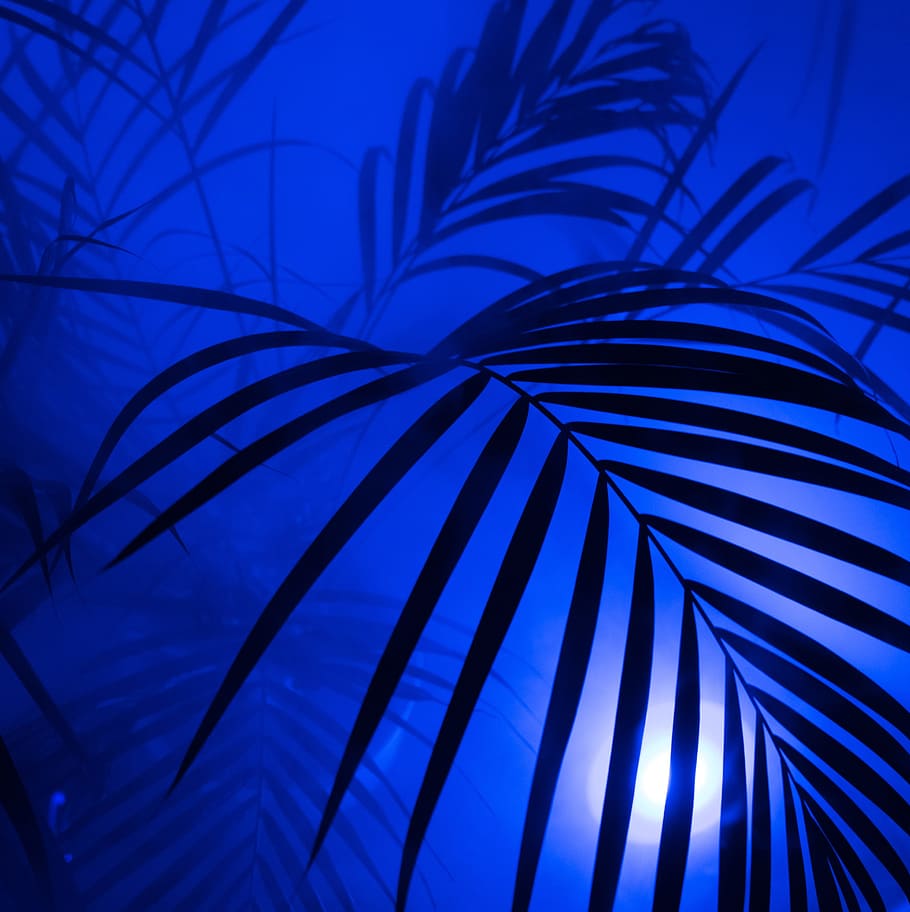 silhouette of plant, Palm, Diffuse, Hip, Hipster, Fog, art, neon