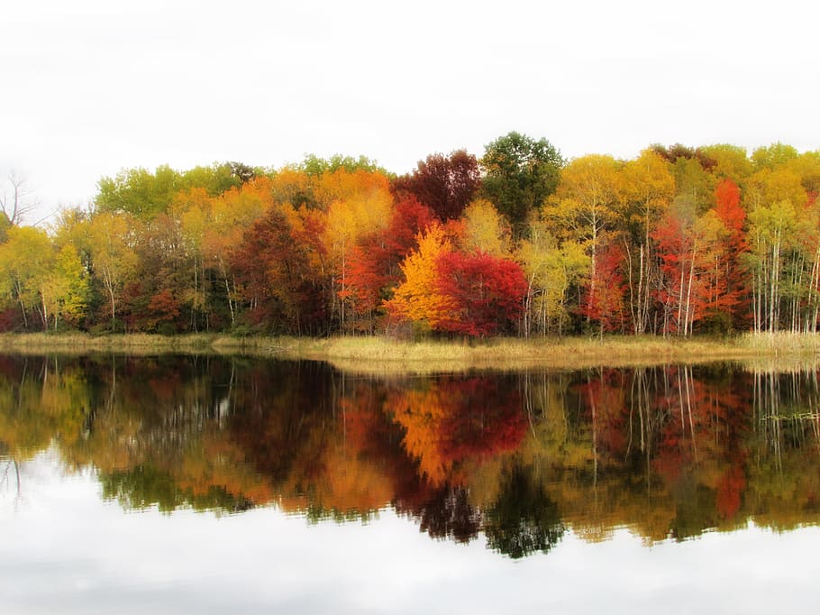 body of water near forest, Fall, Colors, Trees, Autumn, Fall HD wallpaper