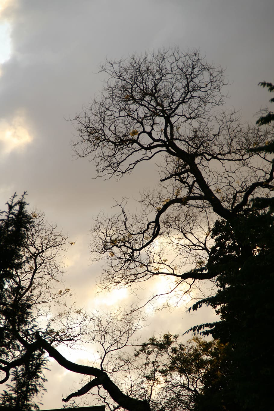 tree, night, silhouette, aesthetic, kahl, back light, sky, plant, HD wallpaper