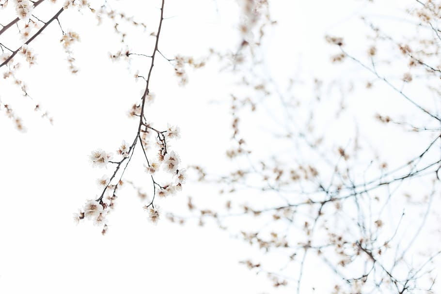 white petaled flowers close-up photography, selective focus photo of brown flowering trees HD wallpaper