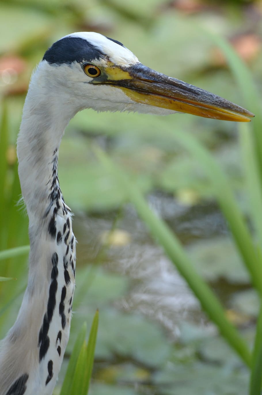 Heron, Bird, Babu, Beak, one animal, animals in the wild, animal wildlife HD wallpaper