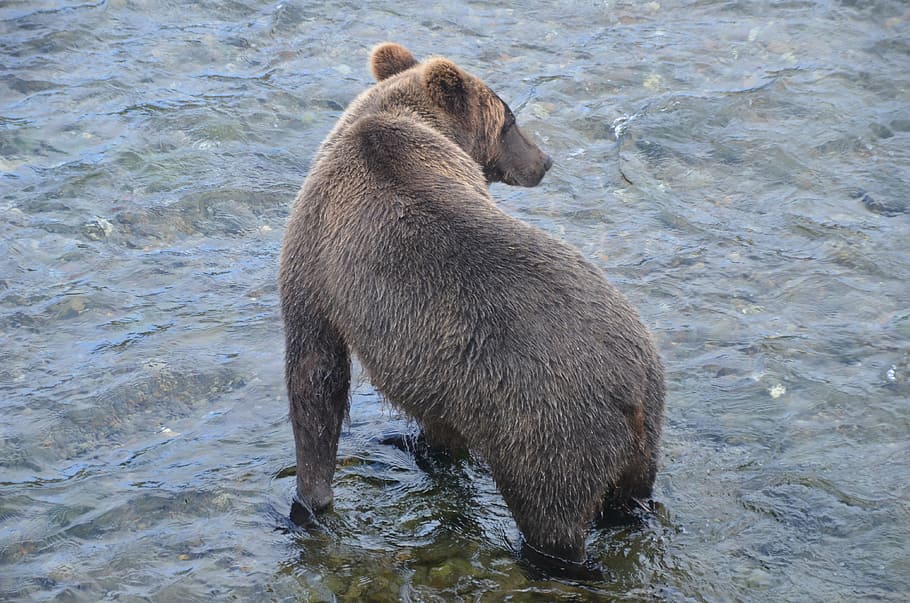 brooks fall, bear, alska, animal, animals in the wild, animal wildlife HD wallpaper