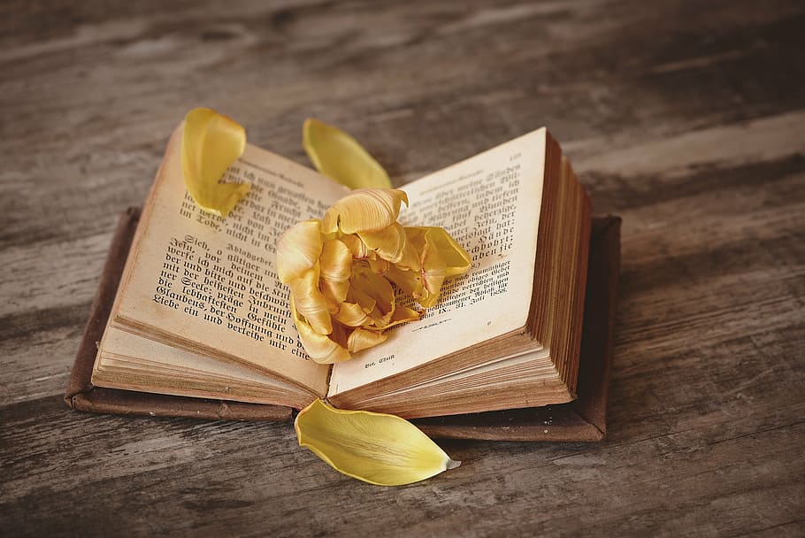 opened book with flower petals, pitched, book pages, font, blossom HD wallpaper