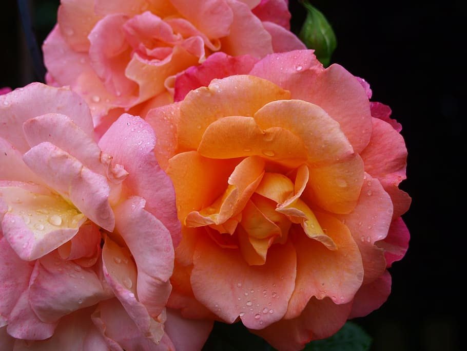 rose, rain, drip, summer, orange, beauty in nature, flowering plant HD wallpaper