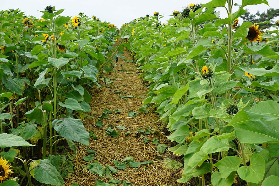 sunflower, field, green, plant, leaf, plant part, growth, agriculture HD wallpaper