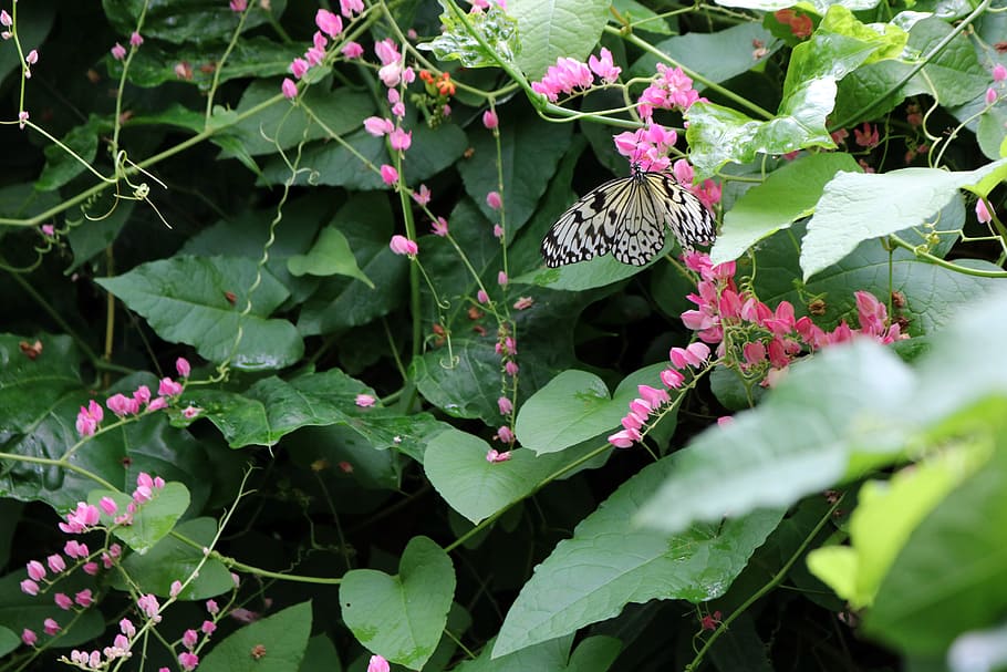butterfly, white, branch, leaf, leaves, green, black, pink HD wallpaper