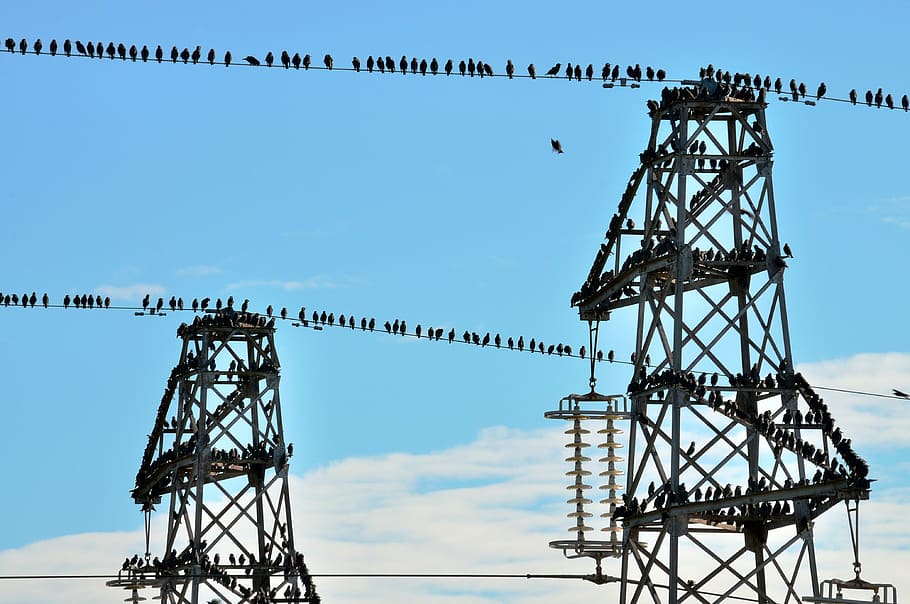 trellises, birds, fly, animals, sky, metal, blue, nature, no people HD wallpaper
