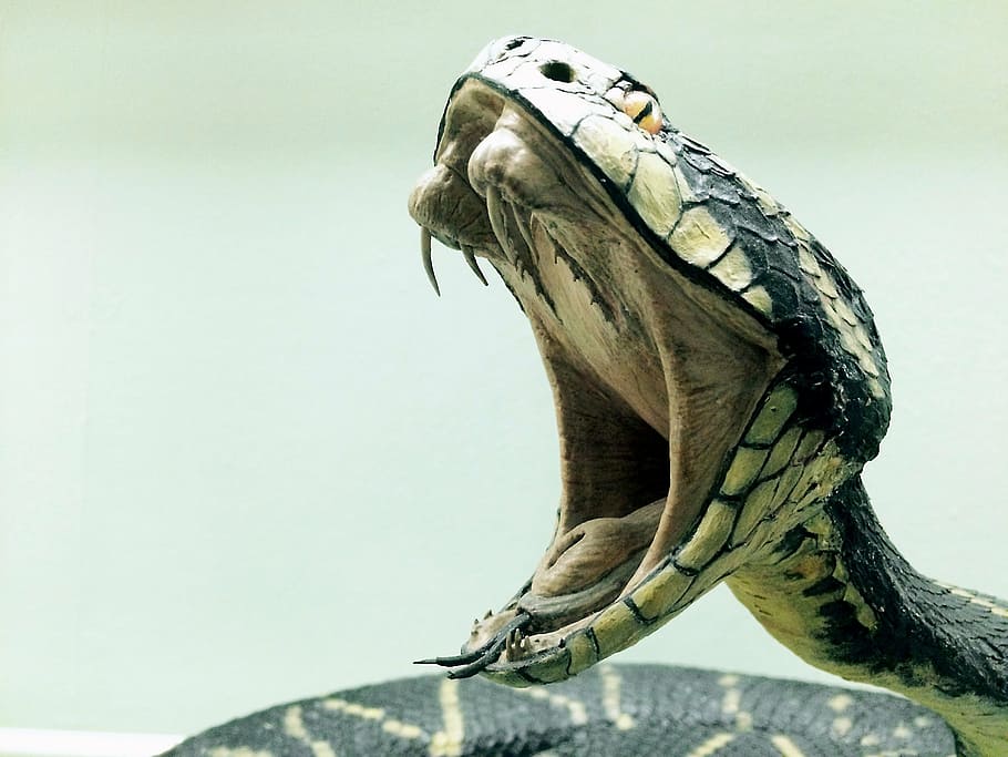 photo of black and white snake, cobra, dangerous, reptile, animal