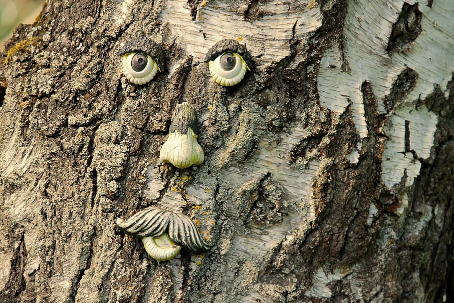 Face, Tree, Bark, Spirit, tree face, tree spirit, forest spirit HD wallpaper