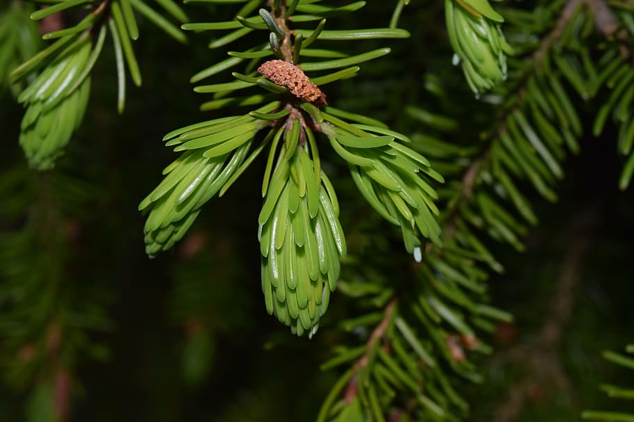 spruce, branch, green, needles, close, spring, frisch, hell HD wallpaper