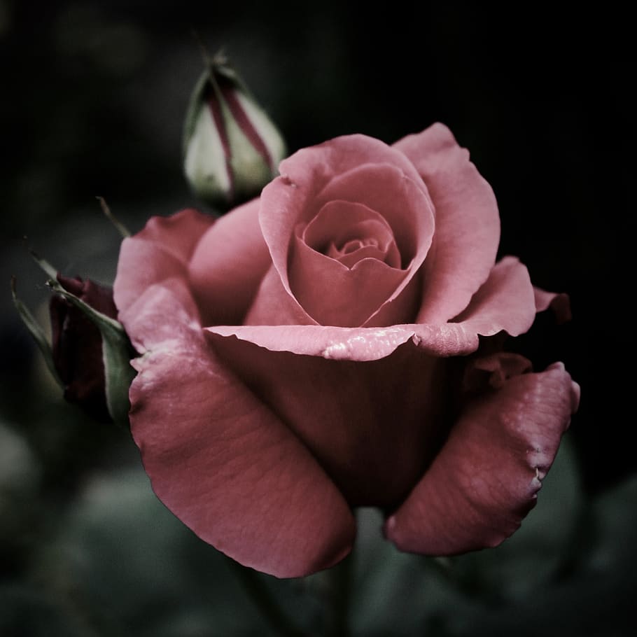 pink, rrose, petal, bloom, flower, plant, flowering plant, beauty in nature HD wallpaper