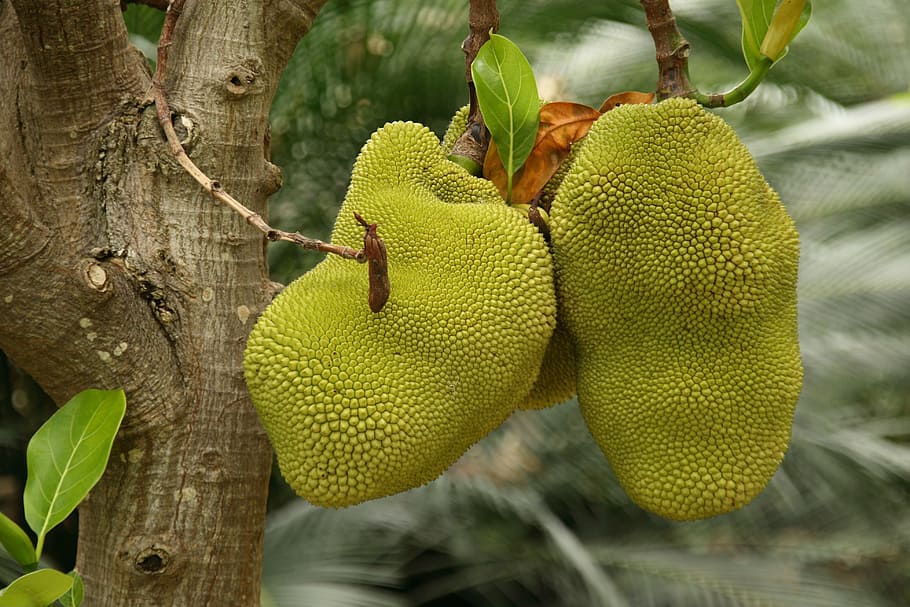 nature, botany, fruit, exotic, prickly, tree, plant, growth HD wallpaper