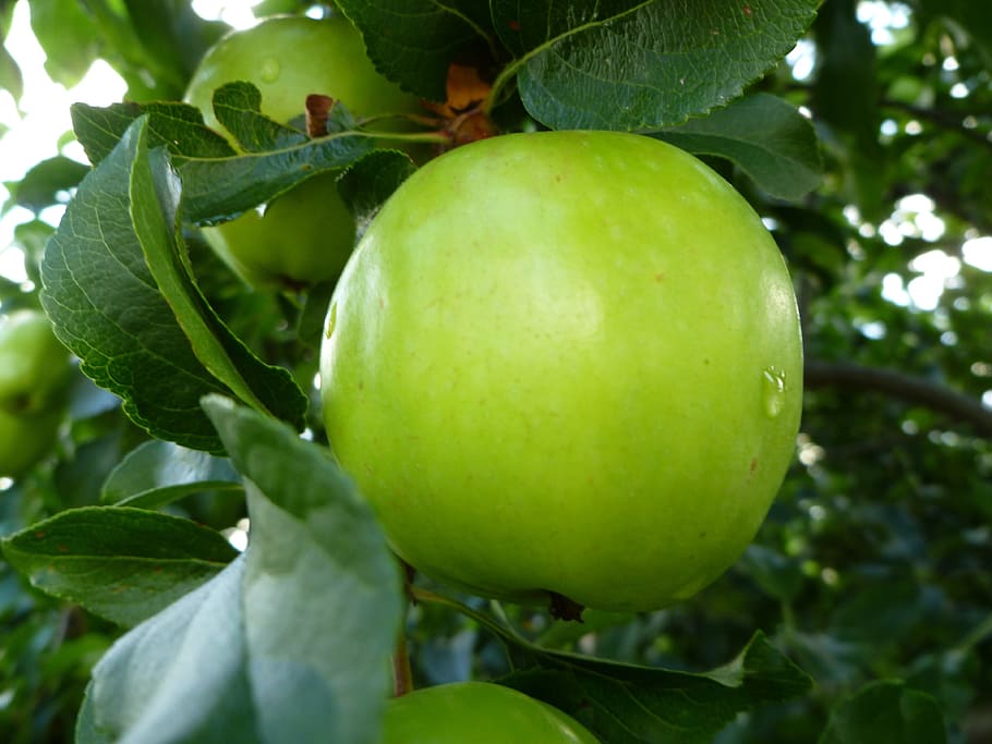 Green Apple, Fruit, rain, food, nature, leaf, agriculture, freshness HD wallpaper