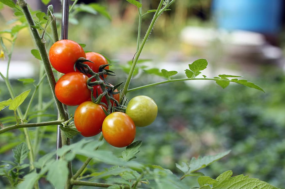 tomato, tomatoes, red, green, agriculture, branch, summer, august, HD wallpaper