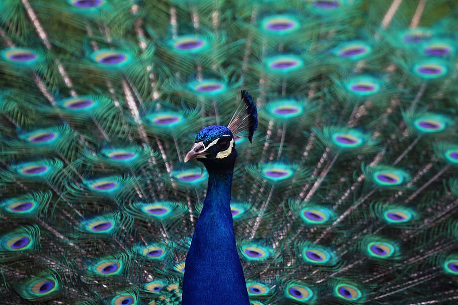 photo of blue male peacock, peacock feather, bird, one animal HD wallpaper