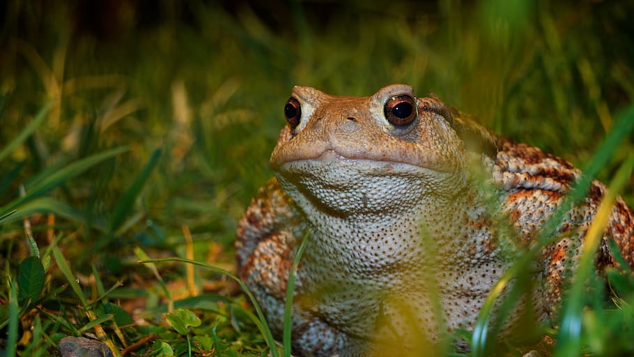nature, animals, a toad, animal themes, animal wildlife, one animal HD wallpaper