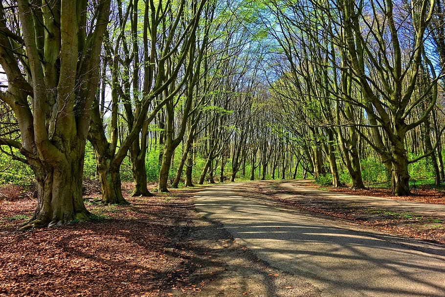 green leafed trees under blue sky, forest, lane, tree lined HD wallpaper