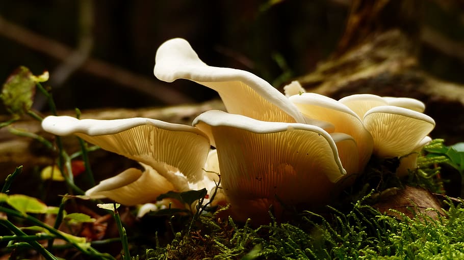 food, healthy, wood, light, autumn, blur, close-up, color, fall HD wallpaper