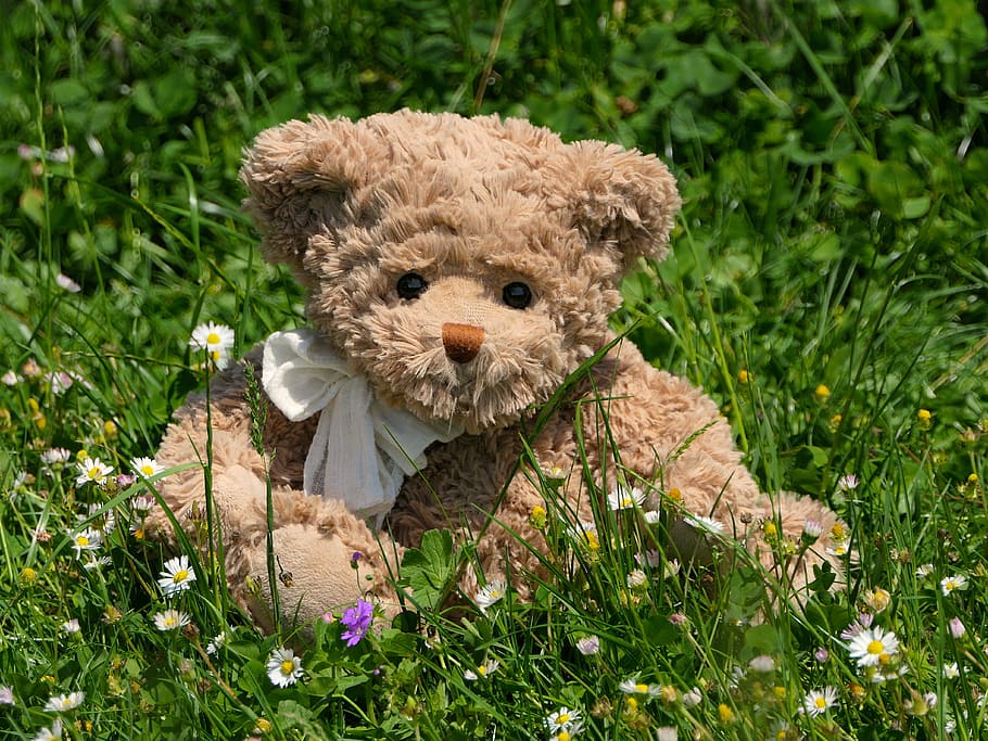 brown bear plush toy on grass field, teddy, cute, flowers, daisies HD wallpaper