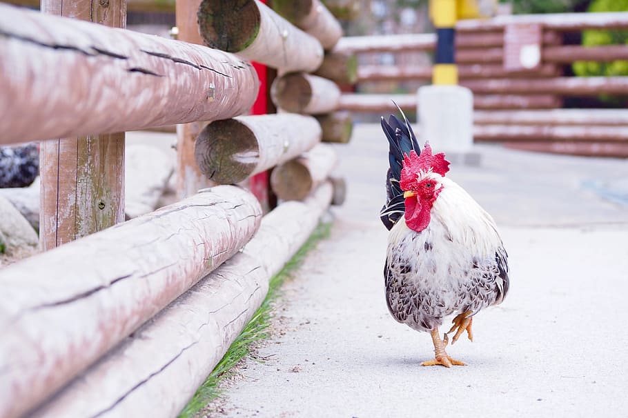 Chicken, Bird, chicken - bird, livestock, agriculture, rooster HD wallpaper