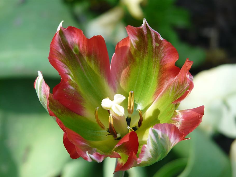 spring, early bloomer, tulip, flamed, bright, close, harbinger of spring HD wallpaper