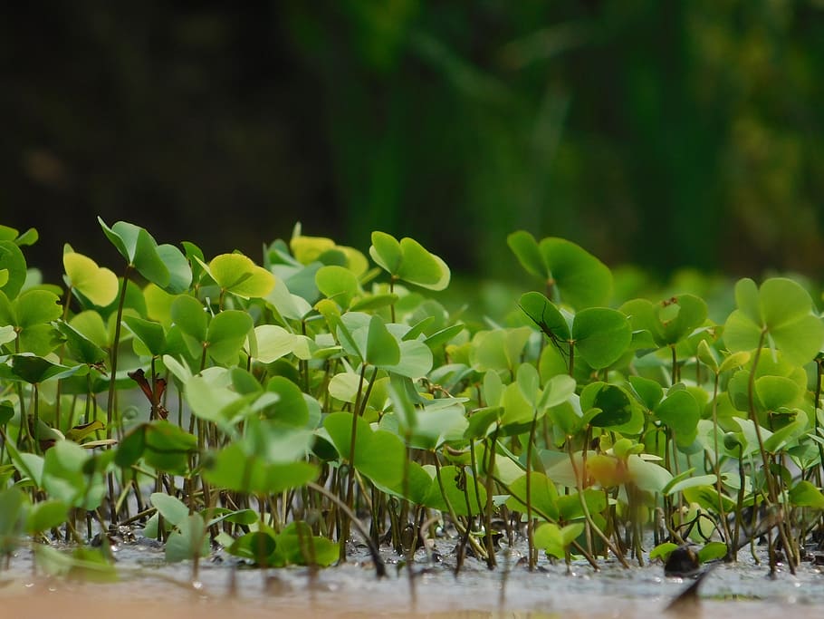 water plants, green, leafs, growth, green color, plant part HD wallpaper