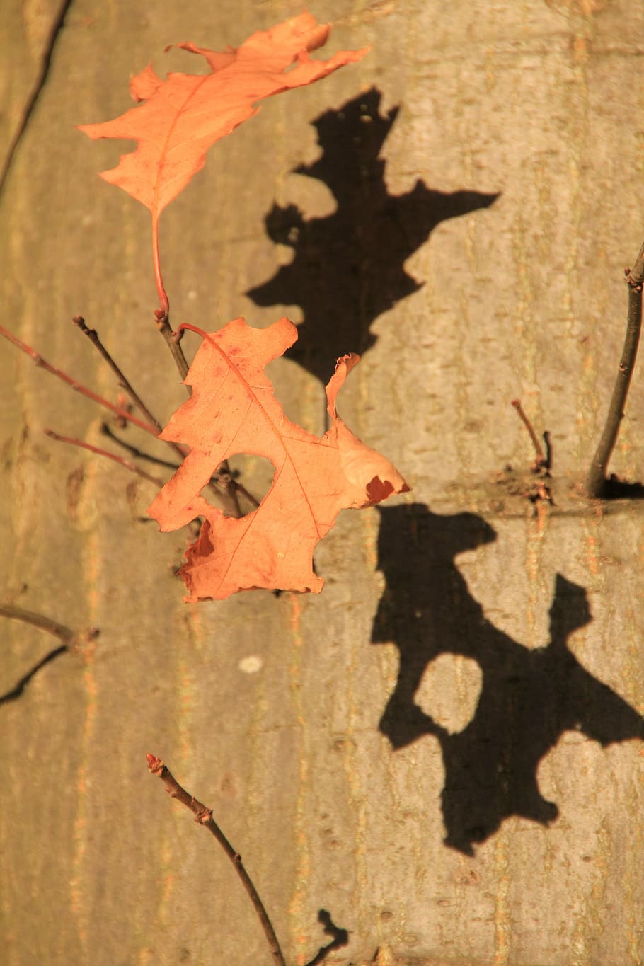 tree, leaf, leaves, autumn, forest, plant part, shadow, sunlight HD wallpaper