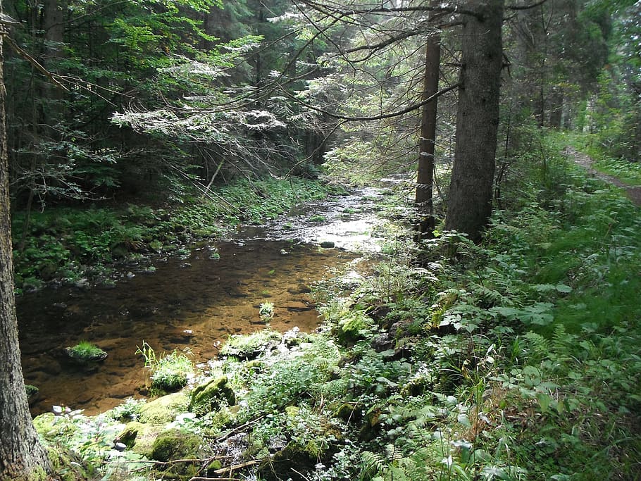 brook, rivulet, stream, natural, watercourse, environment, forest HD wallpaper